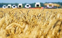Прием заявок на распределение тарифных квот на экспорт зерна продлится до 31 января